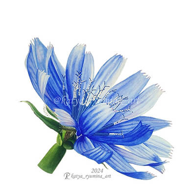 Цветок Цикория