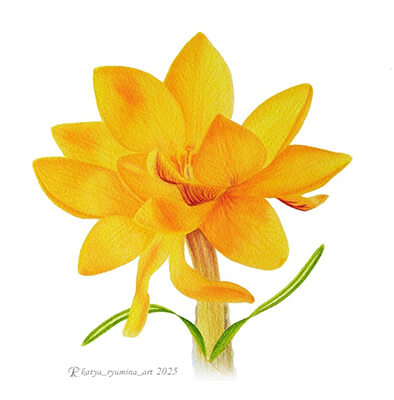 Шафран желтый